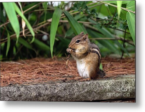 Chipmunk Metal Print featuring the photograph Chip the naughty munk by Sam Rino