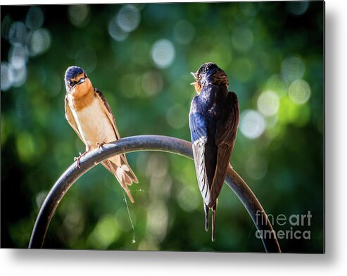 Barn Metal Print featuring the photograph Chirping by Cheryl McClure