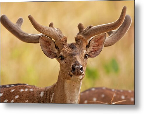 Animal Themes Metal Print featuring the photograph Chital Portrait by The Eternity Photography -