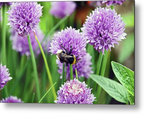 Chorley Metal Print featuring the photograph  CHORLEY. Picnic In The Park. Bee In The Chives. by Lachlan Main