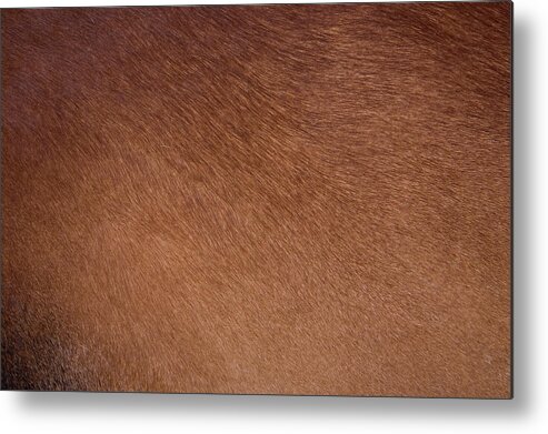 Animal Skin Metal Print featuring the photograph Clean Brown Coat Of Hair On A Cow by Huseyintuncer