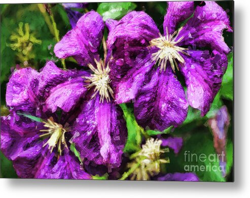 Clematis Metal Print featuring the digital art Clematis at Dusk by Bill King