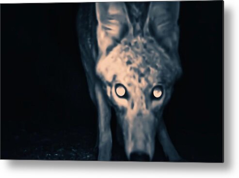 Animal Trail Metal Print featuring the photograph Close Enough? by Judy Kennedy