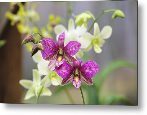 Purple Metal Print featuring the photograph Close-up Of A Branch Of Pink Orchids by Design Pics/allan Seiden