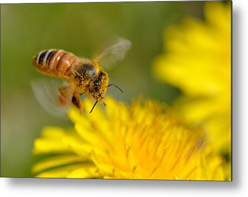 Insect Metal Print featuring the photograph Close Up Of Bee by Myu-myu