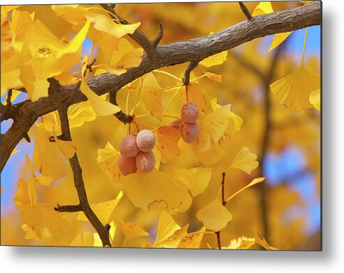 Ginkgo Tree Metal Print featuring the photograph Close-up Of Gingko Tree In Autumn by Wada Tetsuo/a.collectionrf