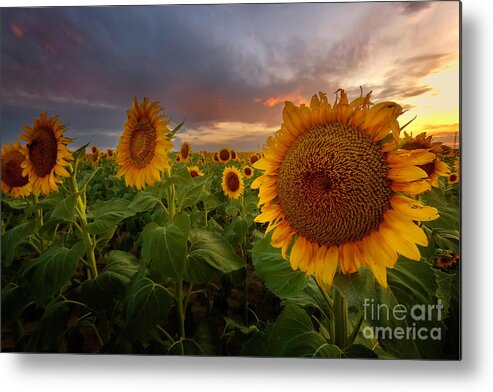 Sunflower Fields Metal Print featuring the photograph Close up of the Sunflower Fields at sunset by Ronda Kimbrow