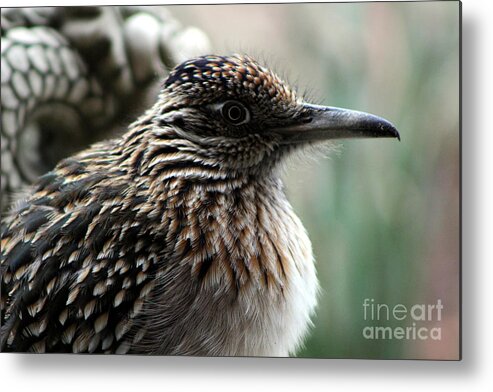 Roadrunner Metal Print featuring the photograph Closeup of Road Runner by Dragon in Palm Desert by Colleen Cornelius