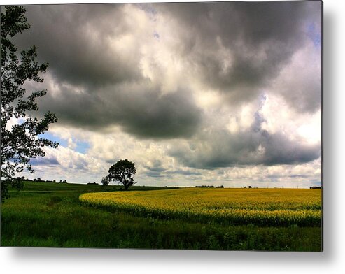 Clouds Skies Cumulus Trees Fields Canola Blue Sky Tractor Trailer Grass Green Blue Cloud Formations Out Of Town Countryside Farm Ranch Cultivated Track Country Roads Gravel Lanes Metal Print featuring the photograph Cloud 1 by David Matthews