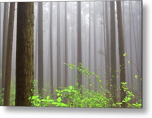 Tranquility Metal Print featuring the photograph Cloud Forest by Huayang