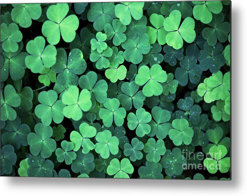 Agricultural Field Metal Print featuring the photograph Clover Field Background by Aristotoo