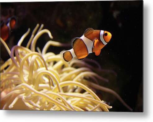 Underwater Metal Print featuring the photograph Clown Fish by Sarah8000