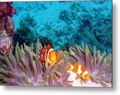Underwater Metal Print featuring the photograph Clown Fishes by Takau99