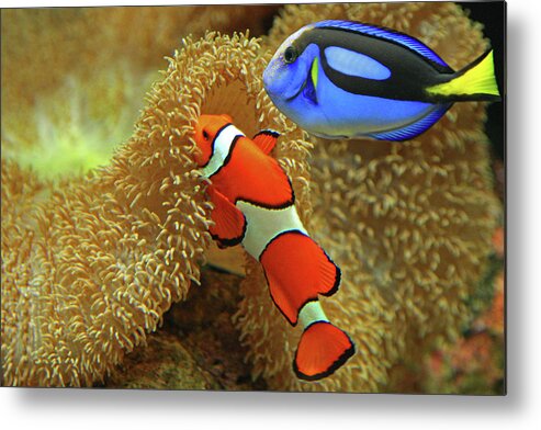 Underwater Metal Print featuring the photograph Clownfish And Regal Tang by Aamir Yunus