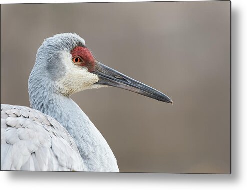 Sandhill Crane Metal Print featuring the photograph Cold Morning by Jim Zablotny