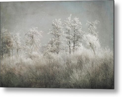 Winter Metal Print featuring the photograph Cold Morning by Nel Talen