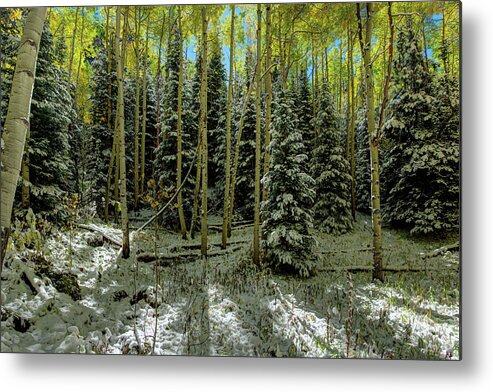 Colorado Autumn Snow Storm By Olena Art Lena Owens Metal Print featuring the photograph Colorado Autumn Snow Storm  by Lena Owens - OLena Art Vibrant Palette Knife and Graphic Design
