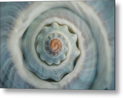 Animal Themes Metal Print featuring the photograph Colorful Conch Shell Spiral by By Dornveek Markkstyrn