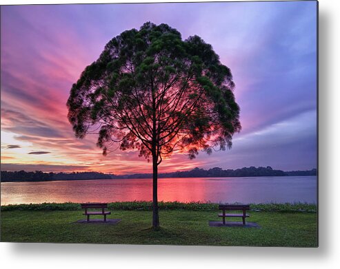 Scenics Metal Print featuring the photograph Colorful Light Seen Behind Tree by Pang Tze Ru