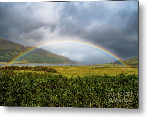 Agriculture Metal Print featuring the photograph Colorful Rainbow Over Fresh Pasture With Sheep On The Isle Of Skye In Scotland by Andreas Berthold