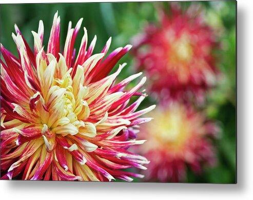 Flowerbed Metal Print featuring the photograph Colorful Red And Yellow Dahlias by Ogphoto