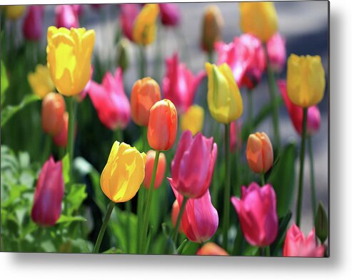 Tulips Metal Print featuring the photograph Colorful Tulips by Angela Murdock