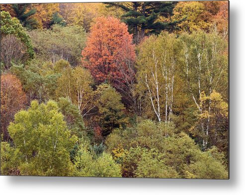 Terry D Photography Metal Print featuring the photograph Colors of Autumn 3 by Terry DeLuco