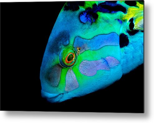 Fish 
Ocean
Underwater
Sealife
Lagoon
Colors Metal Print featuring the photograph Colors by Serge Melesan