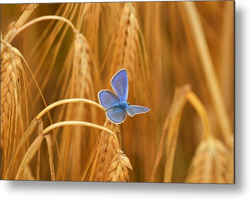 Butterfly Metal Print featuring the photograph Colour Contrast by Bojan Kolman