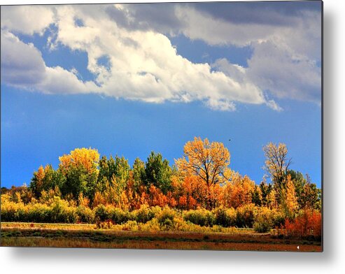 Autumn Fall Colours Colors Winter Red Yellow Red Orange Blue Harvest Evening The End Over This Before Winter Awakening Fall Colours Fall Color Summers End Metal Print featuring the photograph Colour time by David Matthews