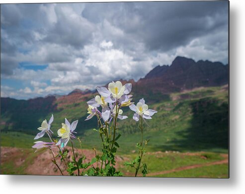 Awe Metal Print featuring the photograph Columbine Flowers Maroon Bells by Max Seigal Photography