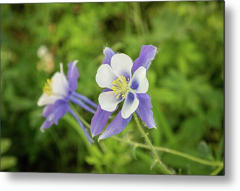 Flower Metal Print featuring the photograph Columbines in the Forest by Tony Hake
