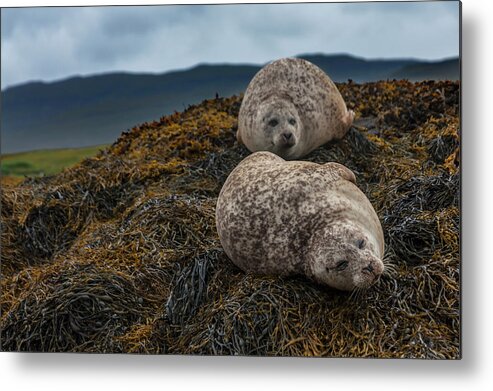 Seaweed Metal Print featuring the photograph Common Seals, Loch Dunvegan, Isle Of by Diane Macdonald