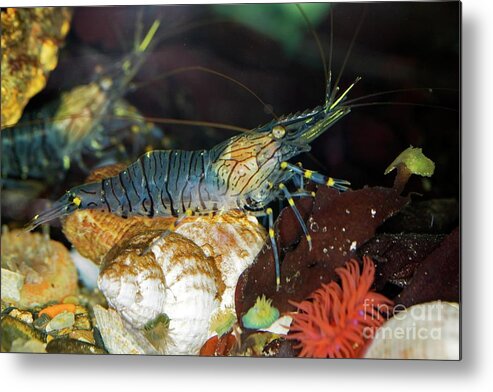 Common Shrimp Metal Print featuring the photograph Common Shrimp by Dr Keith Wheeler/science Photo Library
