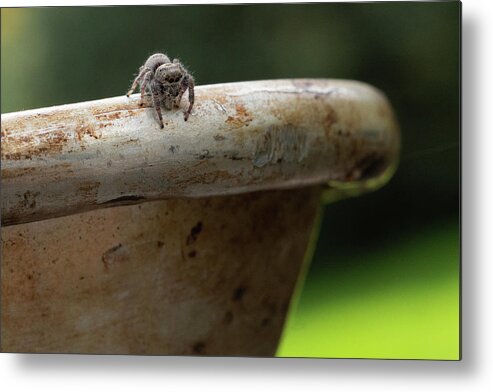 Spider Metal Print featuring the photograph Contemplating a Next Step by Brooke Bowdren