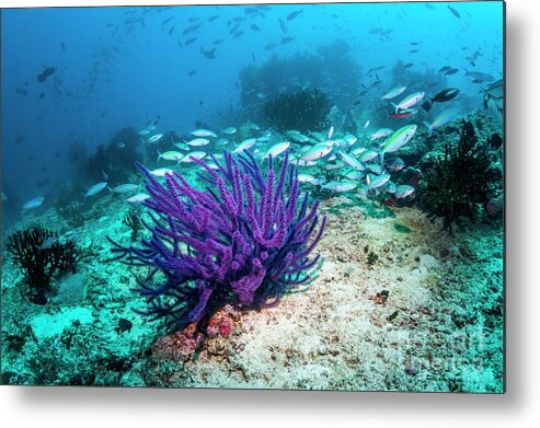 Animal Metal Print featuring the photograph Coral Reef With Gorgonian by Georgette Douwma/science Photo Library