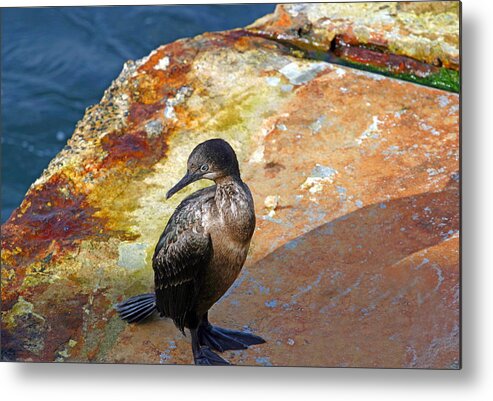 Cormorant Metal Print featuring the photograph Double-Crested Cormorant by Anthony Jones