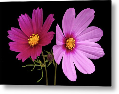 Cosmos Metal Print featuring the photograph Cosmos Duet by Terence Davis