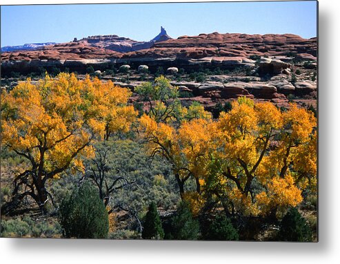 Outdoors Metal Print featuring the photograph Cottonwoods Along Squaw Creek At The by John Elk Iii