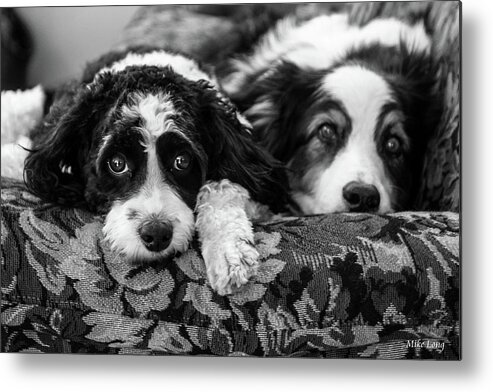 Dogs Metal Print featuring the photograph Couch Potatoes by Mike Long