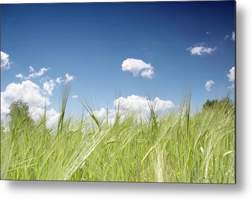 Concepts & Topics Metal Print featuring the photograph Countryside Wheat Field And Blue Sky by Mbbirdy