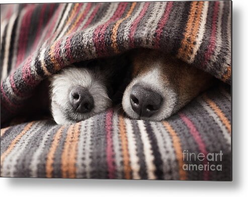 Bed Metal Print featuring the photograph Couple Of Dogs In Love Sleeping by Javier Brosch