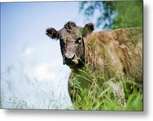 Grass Metal Print featuring the photograph Cow In A Field by Nerida Mcmurray Photography