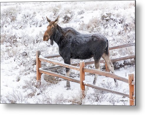 Moose Metal Print featuring the photograph Cow Moose at Fence by Stephen Johnson