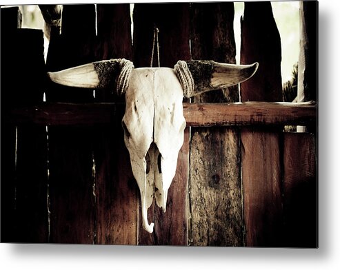 Shadow Metal Print featuring the photograph Cow Skull by Mmeemil