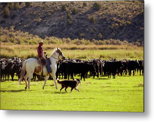 Horse Metal Print featuring the photograph Cowboy Herding Cattle by John P Kelly
