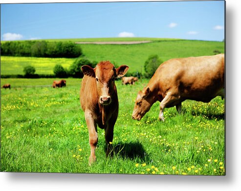 Domestic Animals Metal Print featuring the photograph Cows And Buttercups by Lockiecurrie