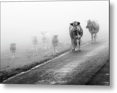 Dawn Metal Print featuring the photograph Cows In Fog by Ramón Espelt Photography