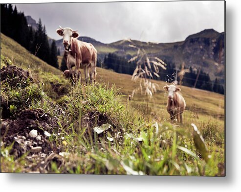 Domestic Animals Metal Print featuring the photograph Cows On An Alpine Pasture by Nullplus