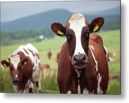 Sweden Metal Print featuring the photograph Cows On Pasture by Dag Sundberg